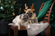 two dogs together christmas interior. New Year's mood with pet. pug in holiday at home