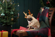 dog near Christmas tree. Pug in the new year interior. Holiday animals on green background