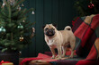 pet near Christmas tree. Pug in the new year interior. disabled dog, special 
