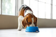 © Pixel-Shot - Cute Beagle dog eating food from blue bowl at home
