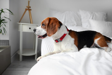 Wall Mural - Cute Beagle dog lying on bed at home