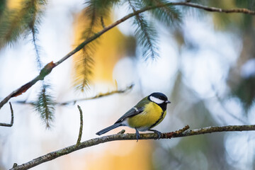 Sticker - Great tit on a tree branch in the forest