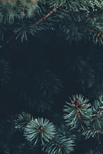 Beautiful Christmas Background With Green Pine Tree Brunch Close Up. Copy Space, Trendy Moody Dark Toned Design For Seasonal Quotes. Vintage December Wallpaper. Natural Winter Holiday Forest Backdrop