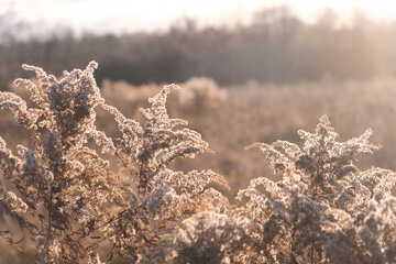 Pampas grass on wind. Dry beige reed. Soft focus. Beautiful autumn Pampas grass flower swaying. Abstract natural video. Pampas grass on wind. Dry beige reed. Pastel neutral colors. Earth tones