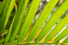 Most Palms Are Distinguished By Their Large, Compound, Evergreen Leaves, Known As Fronds, Arranged At The Top Of An Unbranched Stem. Here A Part Of Of A Palm Leaf Is In Focus.
