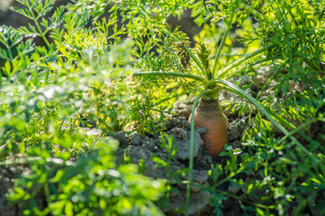 Carrots in the garden. Unharvested roots of organically produced carrots in the garden. 