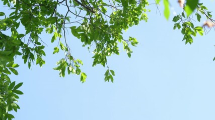 nature of green leaf over blue sky in garden at summer, green leaves on the green backgrounds.