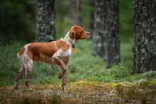 Hunting Gun Dog Breton Spaniel On The Hunt In A Picturesque Forest. The Dog Stood In A Rack With A Raised Paw And Looked Intently Into The Forest. Hunting Pointing Dog.