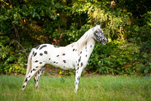 Beautiful Spotted Appaloosa Pony In A Natural Environment 