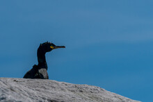 European Shag , Phalacrocorax Aristotelis, Standing On The Cliff At Runde Bird Island.