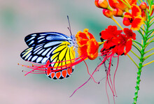  Jezebel Butterfly Or (Delias Eucharis) Resting On The Royal Poinciana Flower Plant In A Soft Green Background