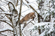 Bobcat (Felis rufus) jumping from a snow covered tree in Wisconsin
