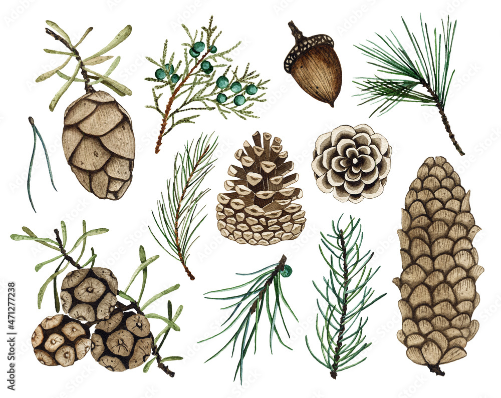 Set of watercolor fir branches and pine cones isolated on white ...