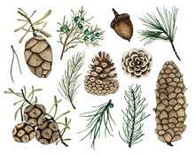 Set Of Watercolor Fir Branches And Pine Cones Isolated On White Background. Winter Christmas Tree Green Plant Illustration