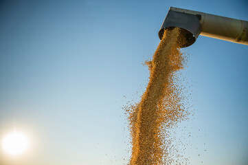 Wall Mural - Pouring soy bean grain