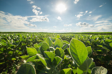 Wall Mural - Soybean field ripening at spring season, agricultural landscape