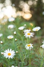 White Daisy Flowers In Garden With Bokeh Light