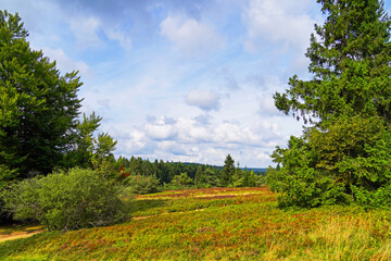 Wall Mural - Landscape protection area Neuer Hagen in the Sauerland, near Winterberg. Nature with green hills and blooming heather plants.
