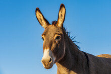 Close Up Of A Donkey's Head With Big Ears Against A Blue Sky