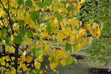 Colorful Green And Yellow Autumnal Foliage Of Cercis Canadensis In October