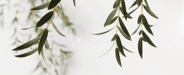 Wall Mural - Eucalyptus branches frame top view on a white background banner.  copy space. floral card