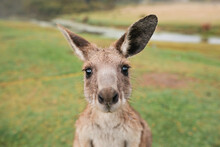 Close Up Of A Kangaroo