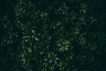 nature floral wallpaper pattern design texture vintage pattern