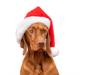 Wall Mural - Dog Christmas Background. Vizsla wearing red Santa hat studio portrait on white background.