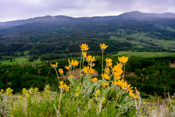 Sticker - flowers in the mountains