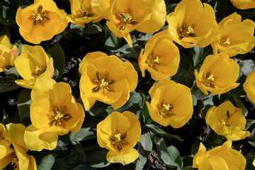 Wall Mural - field of yellow tulips