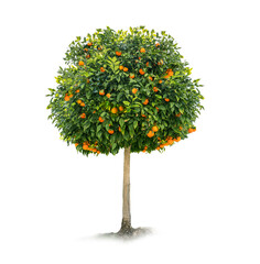 orange tree on a white