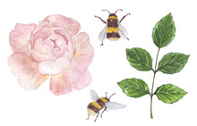 A Set Of Watercolor Illustrations On The Theme Of A Fragrant Garden: Pink Rose, Leaf, Bees; Retro Style; Stickers, Scrapbooking, Decor For Invitations, Labels Of Cosmetics, Perfumery