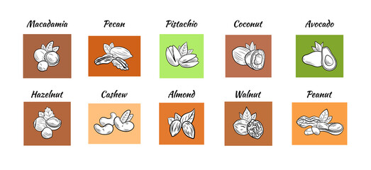 set of colorful nut illustration, black and white outline drawings on different colors.