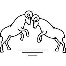 Bighorn Sheep Rams Fighting