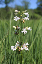 Foxglove Beardtongue With Blue Sky In The Background At Somme Prairie Nature Preserve In Northbrook, Illinois