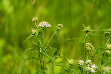 White Yarrow Wildflowers Macro Closeup In Green Lush Grass Bokeh Background Showing Texture Of Leaves On Hiking Trail In Sugar Mountain, North Carolina Summer