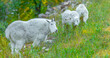 The Joy of Parenting - Mountain Goats in the Black Hills
Location:  Spearfish, South Dakota