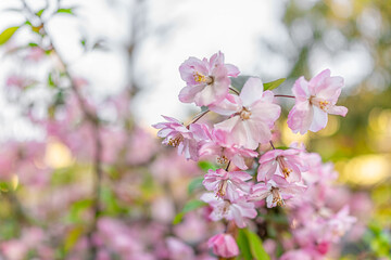 Wall Mural - macro closeup of cherry blossom sakura petals blooming on tree in kyoto shimogyo ward kiyamachi-dori