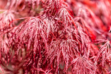 Wall Mural - Closeup macro of Japanese Maple Tree with red spring or fall autumn foliage with pattern of leaves in sunlight with texture and bokeh shallow depth of field