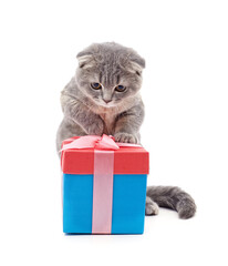 Canvas Print - Cat with a gift.