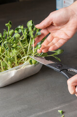 Wall Mural - proper nutrition, vegan, microgreens, harvesting microgreens grown at home