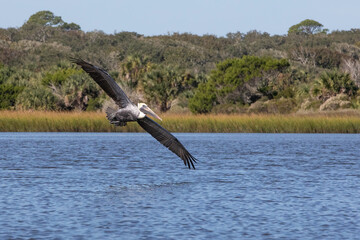 Wall Mural - A brown pelican (Pelecanus occidentalis) in flight. 