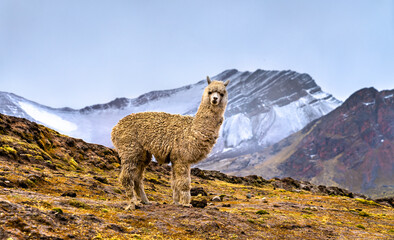 Canvas Print - Alpaca at Vinicunca rainbow mountain in Cusco region of Peru