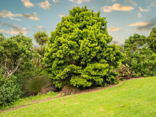 Wall Mural - View of East African Yellowwood Afrocarpus falcatus tree