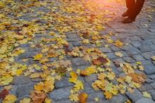 Man Walk On Yellow Maple Leafs Fall On Rock Street Or Stone Pavement.Old Flint Walkway Or Driveway With Sunlight Background On Autumn.
