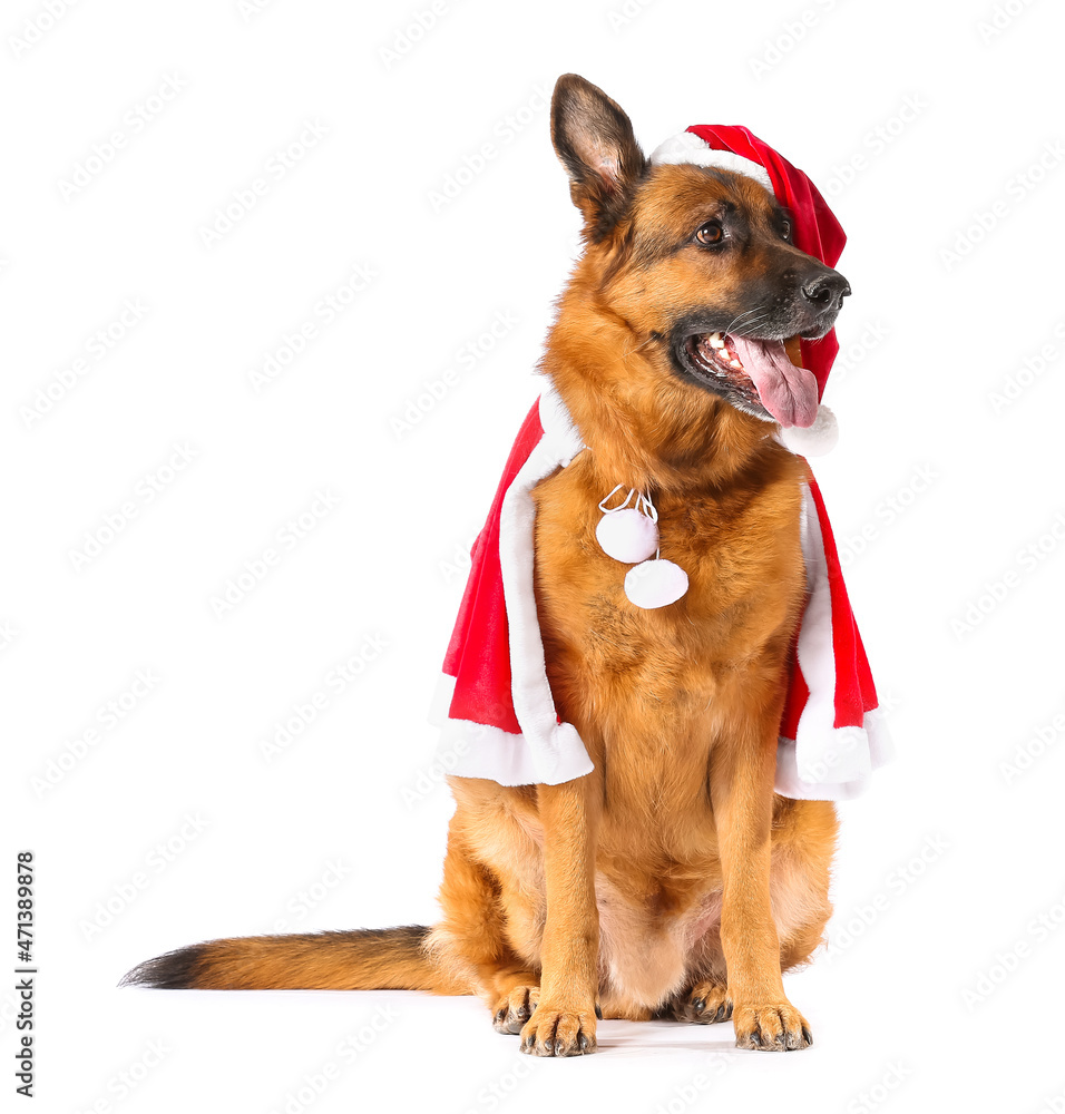 Cute German Shepherd dog in Santa costume on white background