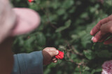 Fototapeta  - A baby picking flowers