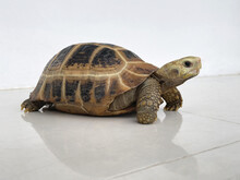 Cute Tortoise Is On A White Tiled Floor Of Room, White Wall Background. Elongated Tortoise, Indotestudo Elongata, Central Asian Land Turtle. Reptile Pulled Out Neck From Carapace, Lifted Head Looks Up
