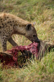 Fototapeta Sawanna - Spotted Hyena (Hyaenidae) feeding on wildebeest carcass, Masai Mara, Kenya
