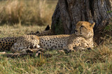 Fototapeta Sawanna - Cheetahs (Acinonyx jubatus) resting in shade of tree, Masai Mara National Game Park Reserve, Kenya, East Africa